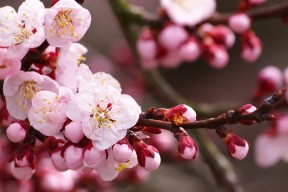 世界短道公开赛：细节判罚影响比赛公平性，2021短道世锦赛在哪儿